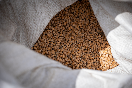 Dobrovnik - 2000 semen - ZETEV 2025-1184906